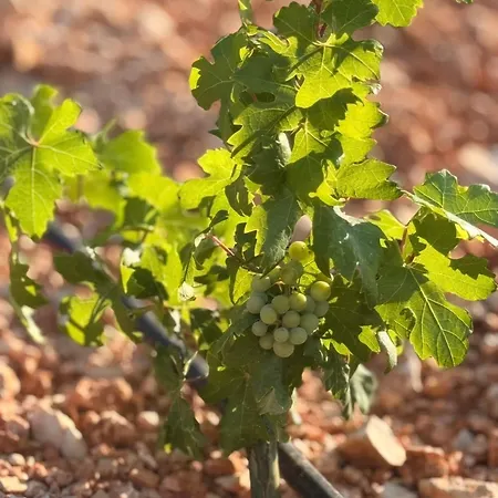Vinea Privata Hvar